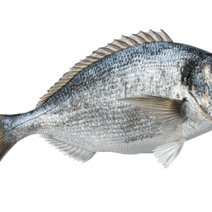 فیله ماهی کاد